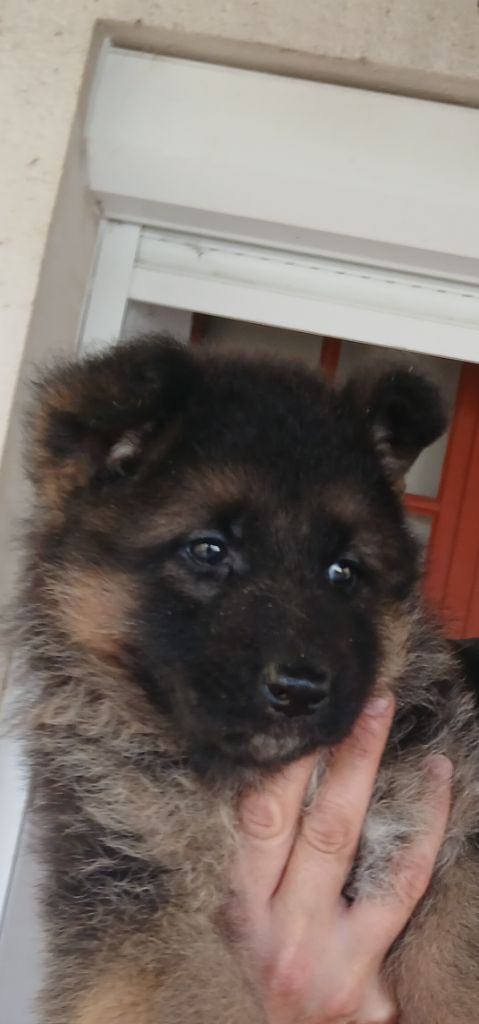 Du Roc De Grand Nourd - Chiot disponible  - Berger Allemand