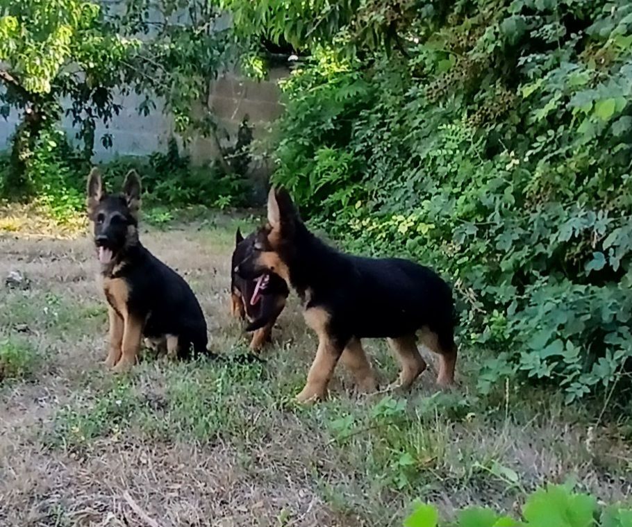 Du Roc De Grand Nourd - Chiots