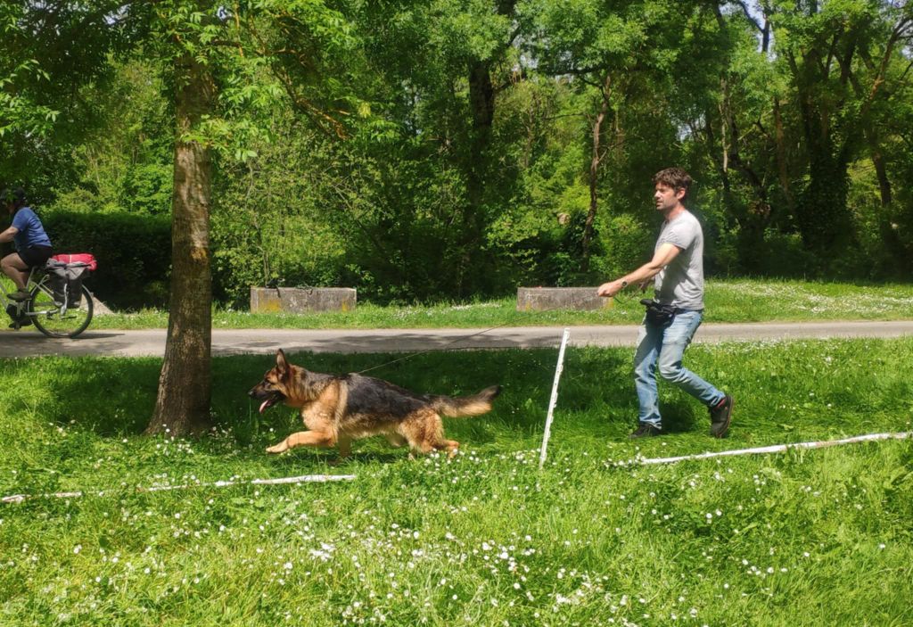 Du Roc De Grand Nourd - Jeune chienne 