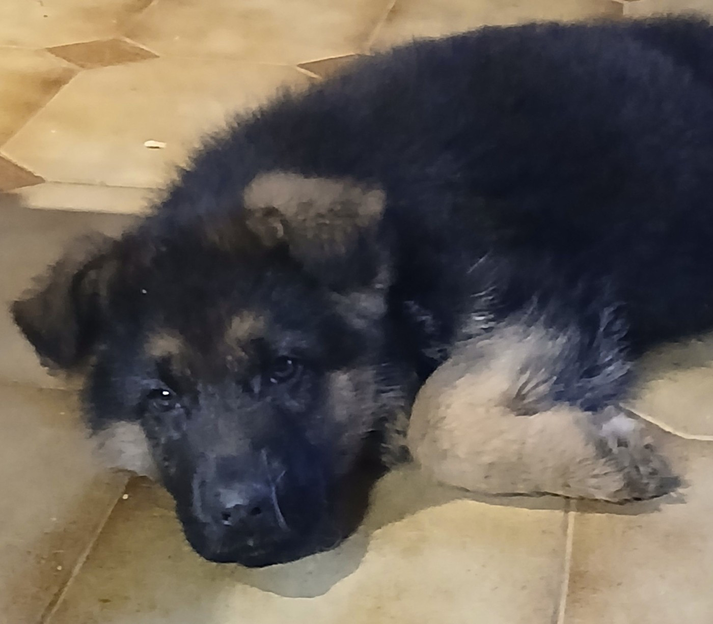 Du Roc De Grand Nourd - Berger Allemand - Portée née le 06/11/2025