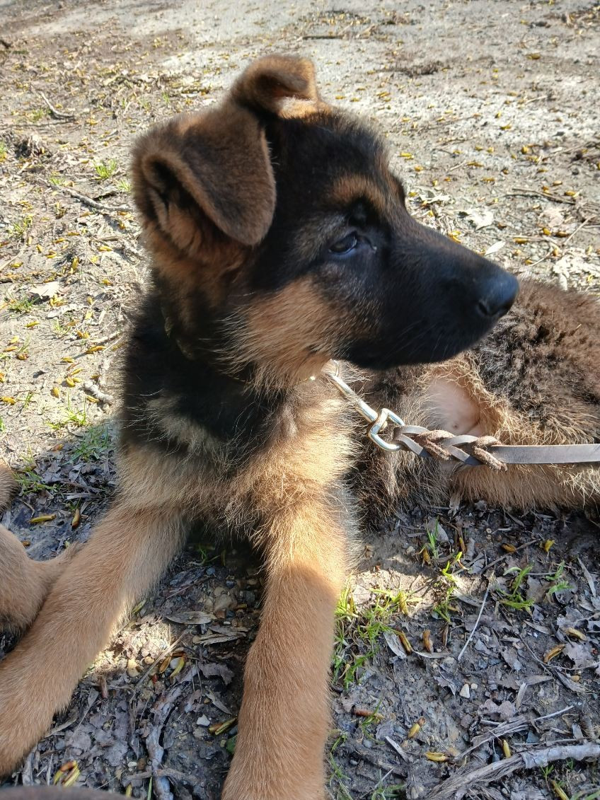 Du Roc De Grand Nourd - Chiots disponibles - Berger Allemand