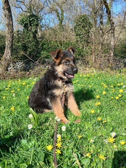 Du Roc De Grand Nourd - Chiots disponibles - Berger Allemand