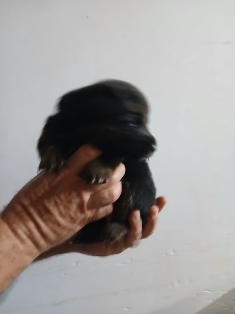 Du Roc De Grand Nourd - Chiots disponibles - Berger Allemand