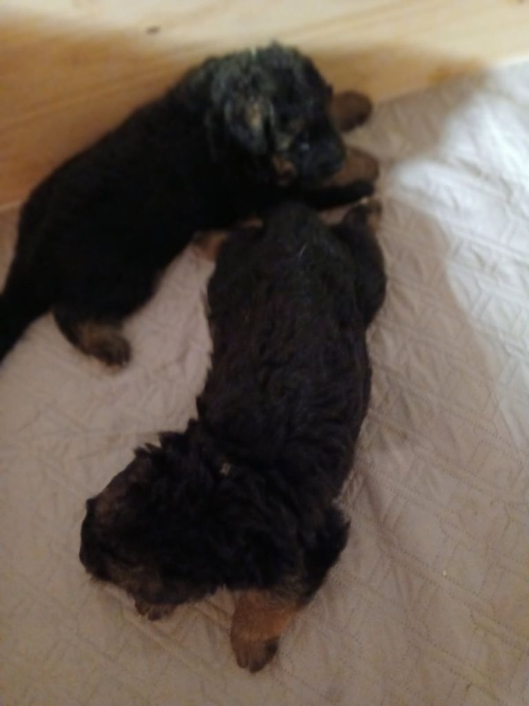 Du Roc De Grand Nourd - Chiots disponibles - Berger Allemand