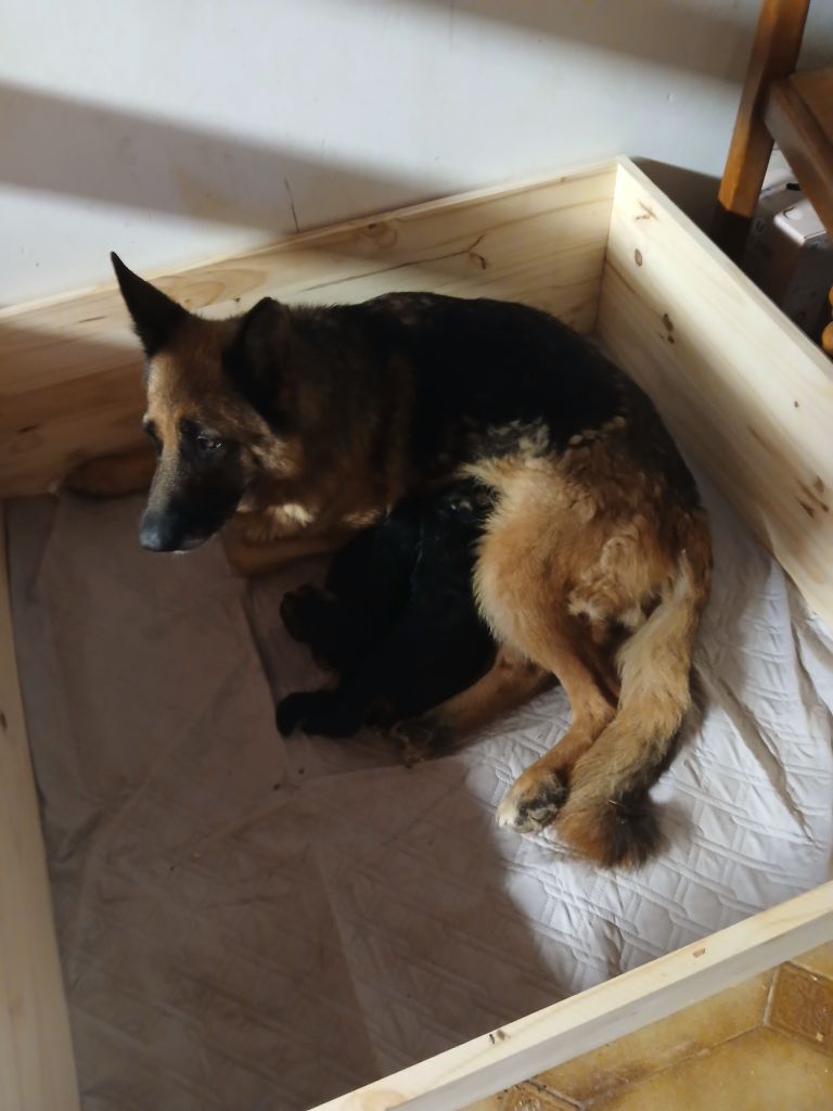 Du Roc De Grand Nourd - Chiots disponibles - Berger Allemand