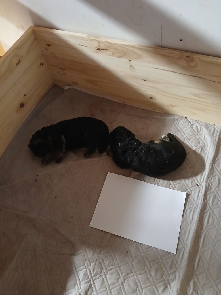 Du Roc De Grand Nourd - Chiots disponibles - Berger Allemand