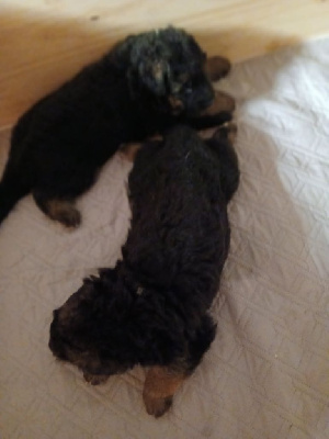 CHIOT