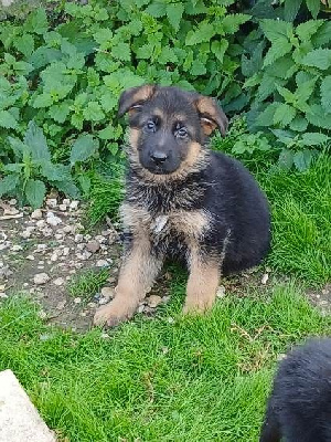 Femelle 3 poils courts. 