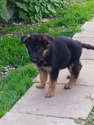 Femelle 1 poils courts 