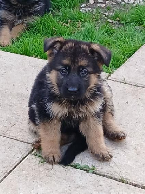 Femelle 2 poils courts 