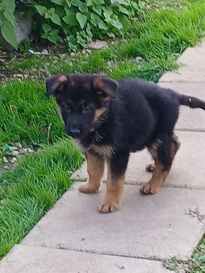 Du Roc De Grand Nourd - Chiots disponibles - Berger Allemand
