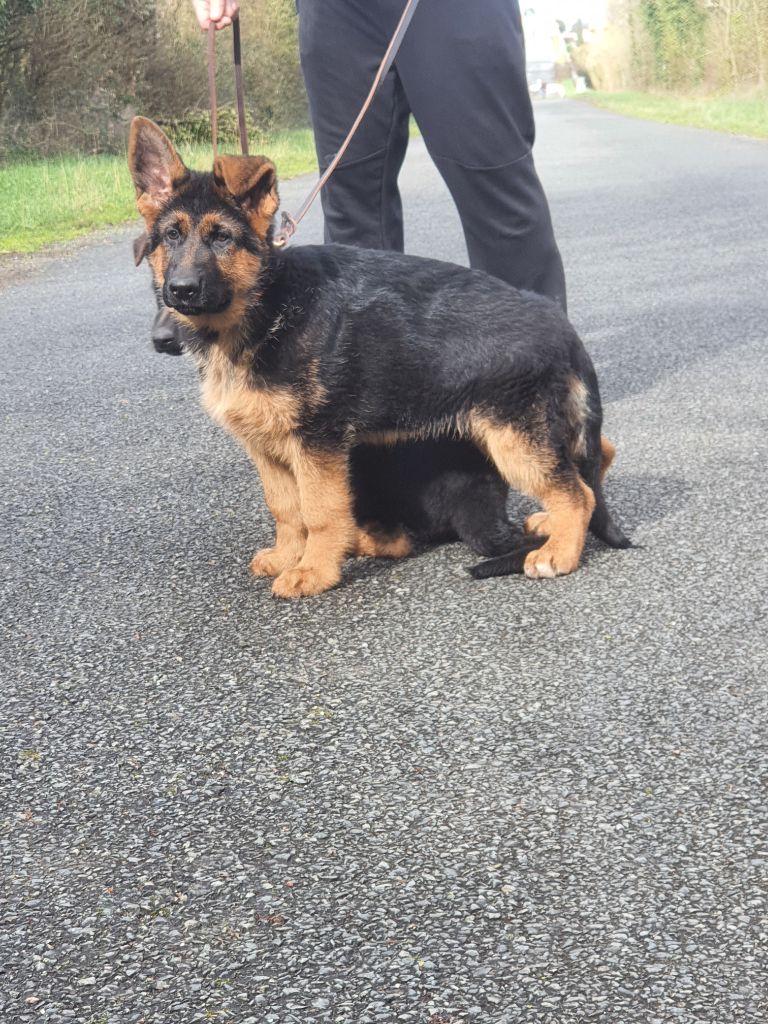 Du Roc De Grand Nourd - Berger Allemand - Portée née le 14/12/2023