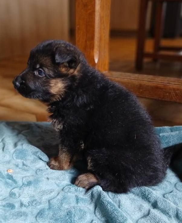 Du Roc De Grand Nourd - Chiots disponibles - Berger Allemand