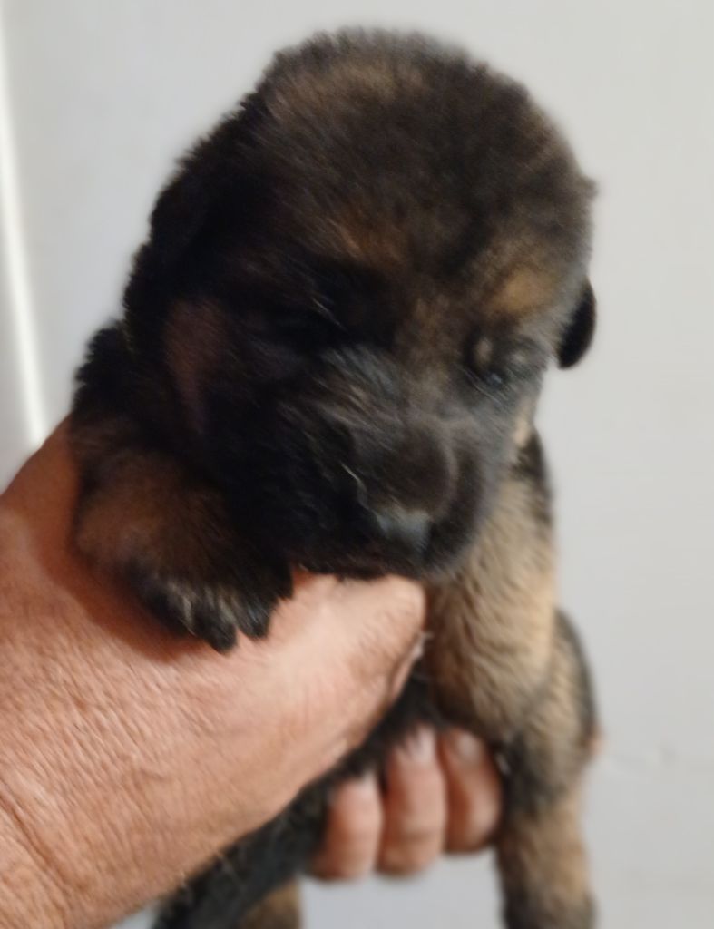 Du Roc De Grand Nourd - Chiots disponibles - Berger Allemand