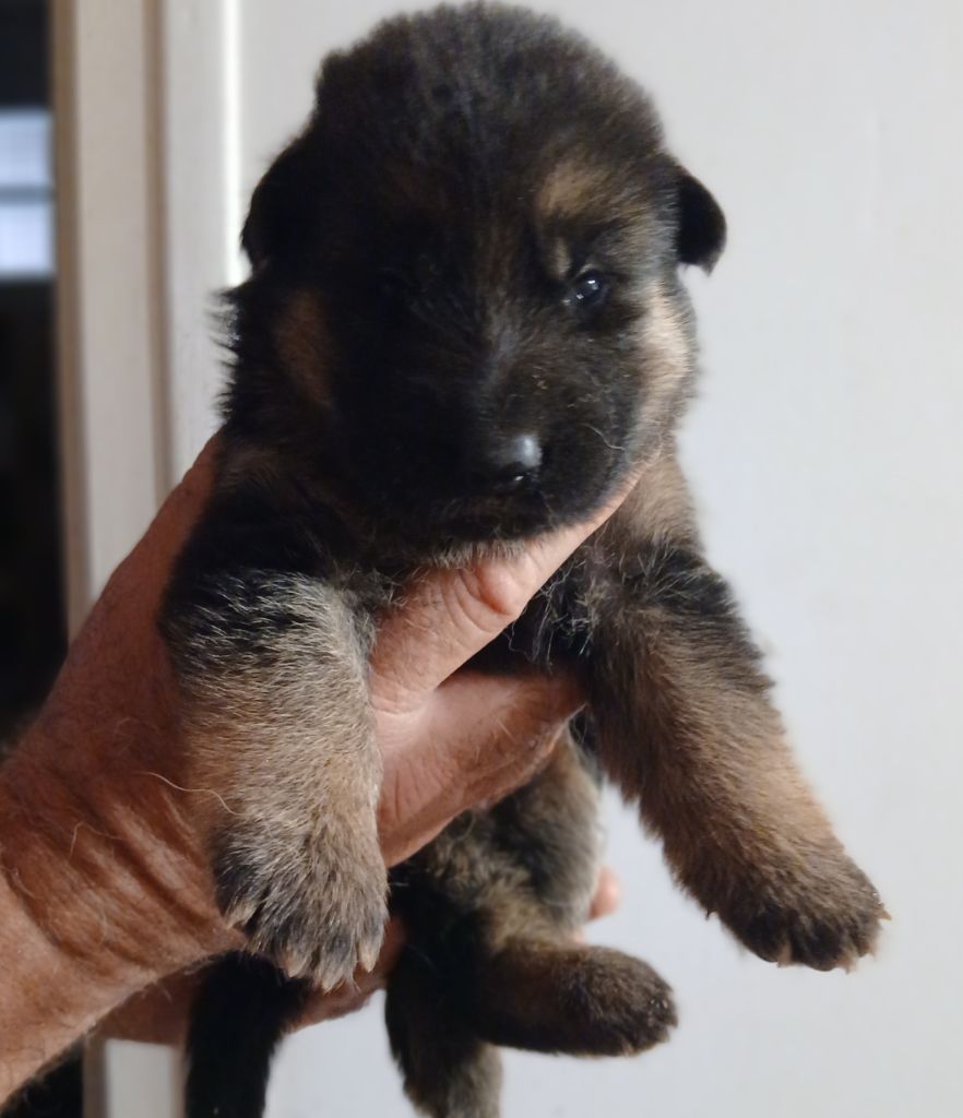 Du Roc De Grand Nourd - Chiots disponibles - Berger Allemand