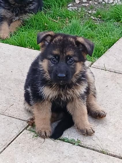 Du Roc De Grand Nourd - Chiots disponibles - Berger Allemand