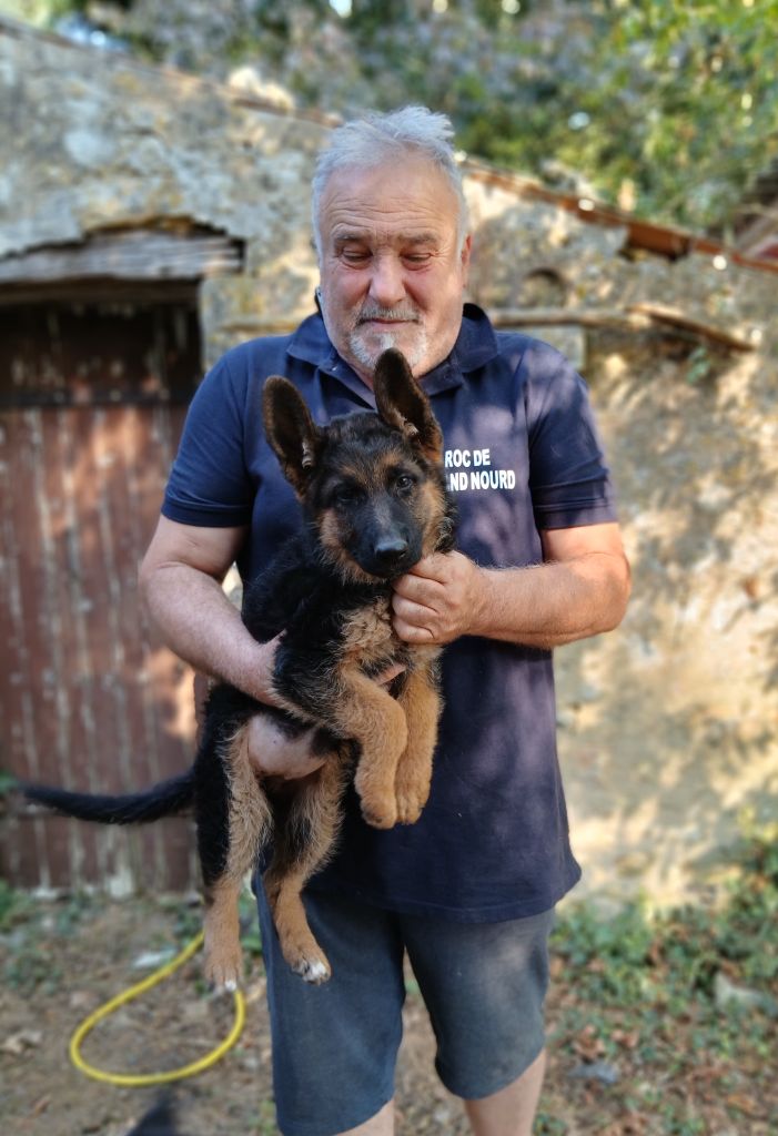 Du Roc De Grand Nourd - Chiots disponibles - Berger Allemand